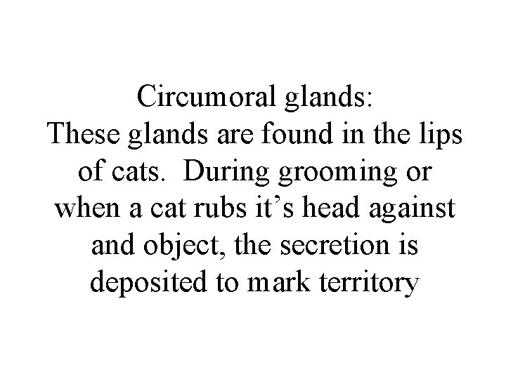 Circumoral glands: These glands are found in the lips of cats. During grooming or