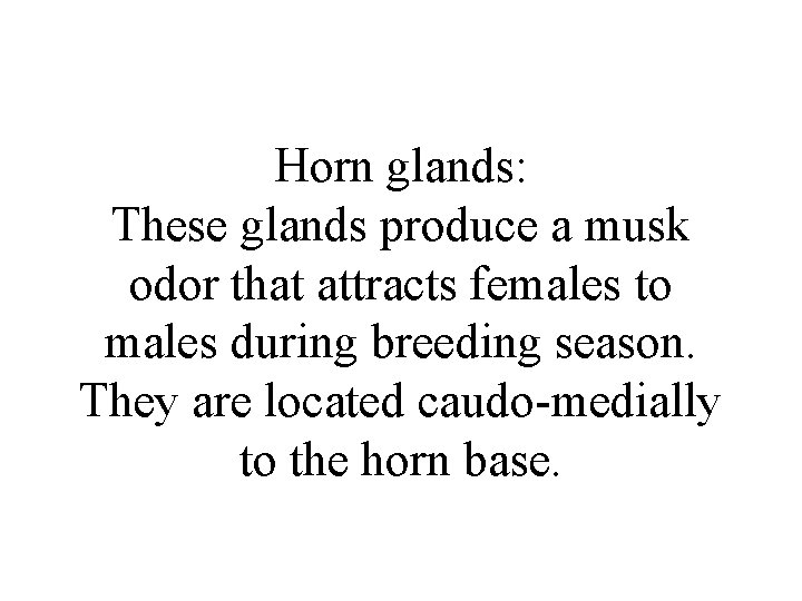 Horn glands: These glands produce a musk odor that attracts females to males during