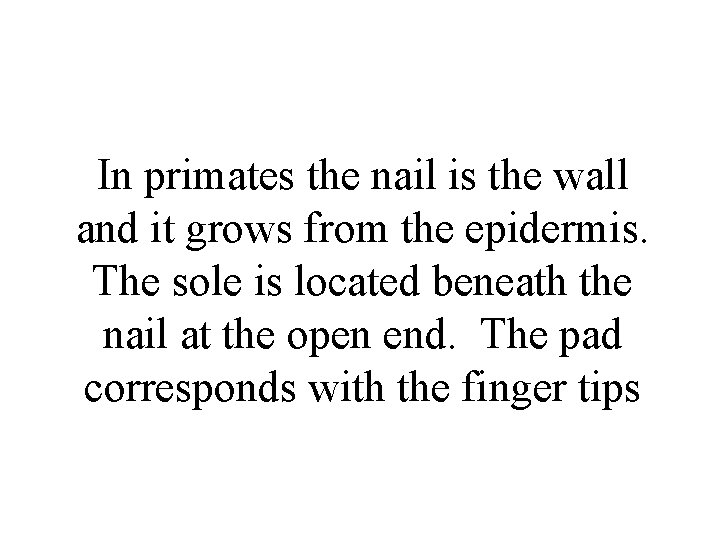In primates the nail is the wall and it grows from the epidermis. The