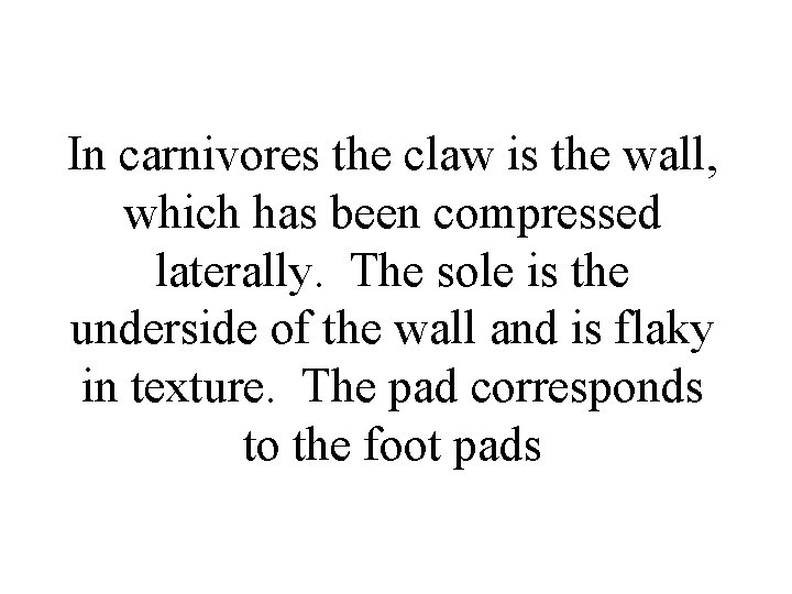 In carnivores the claw is the wall, which has been compressed laterally. The sole