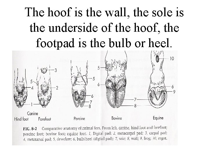 The hoof is the wall, the sole is the underside of the hoof, the