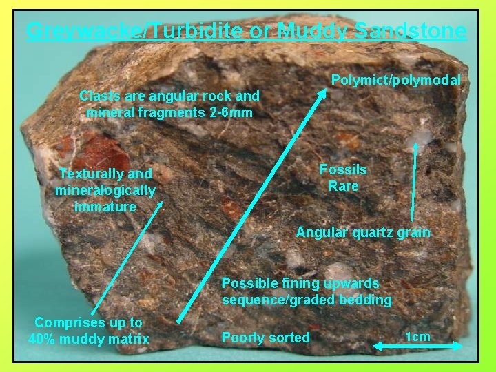 Greywacke/Turbidite or Muddy Sandstone Polymict/polymodal Clasts are angular rock and mineral fragments 2 -6