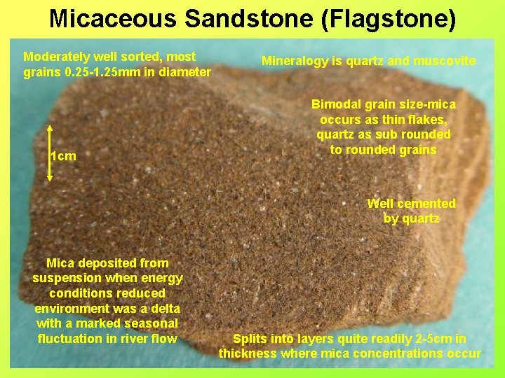 Micaceous Sandstone (Flagstone) Moderately well sorted, most grains 0. 25 -1. 25 mm in