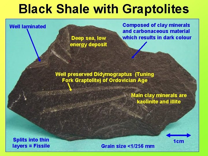 Black Shale with Graptolites Well laminated Deep sea, low energy deposit Composed of clay