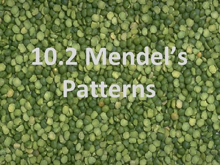 10. 2 Mendel’s Patterns 