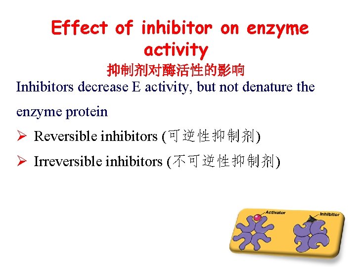 Effect of inhibitor on enzyme activity 抑制剂对酶活性的影响 Inhibitors decrease E activity, but not denature