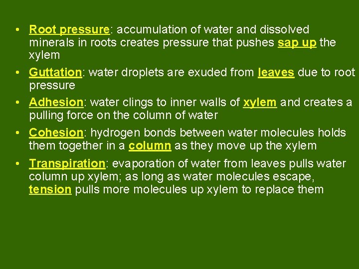  • Root pressure: accumulation of water and dissolved minerals in roots creates pressure