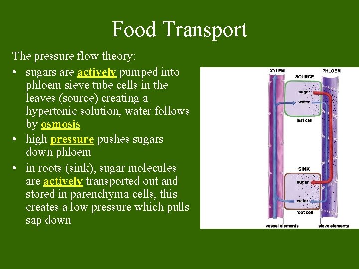 Food Transport The pressure flow theory: • sugars are actively pumped into phloem sieve