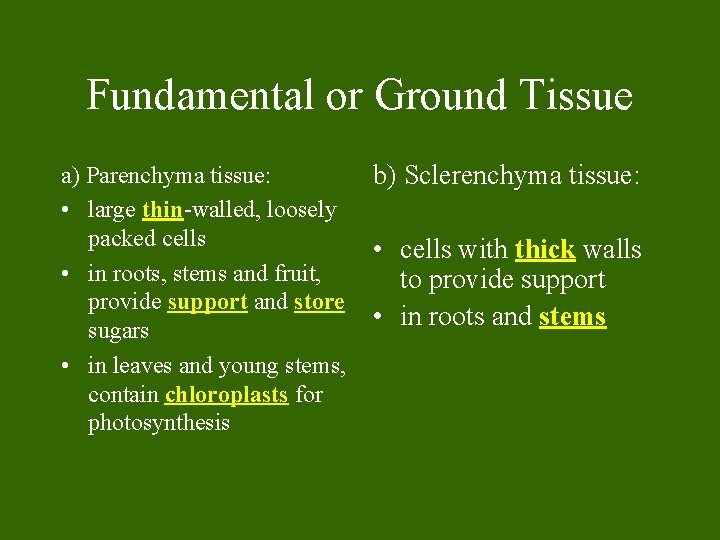 Fundamental or Ground Tissue a) Parenchyma tissue: • large thin-walled, loosely packed cells •