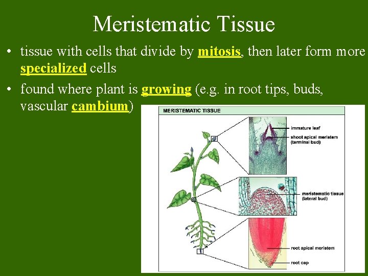 Meristematic Tissue • tissue with cells that divide by mitosis, then later form more