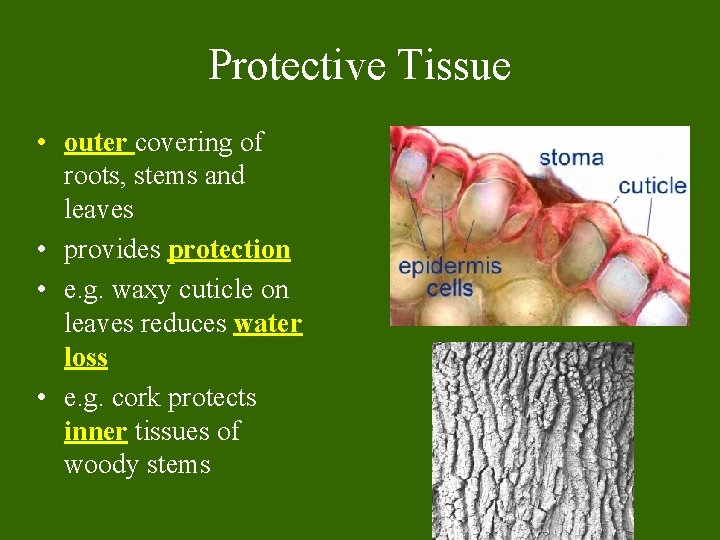 Protective Tissue • outer covering of roots, stems and leaves • provides protection •
