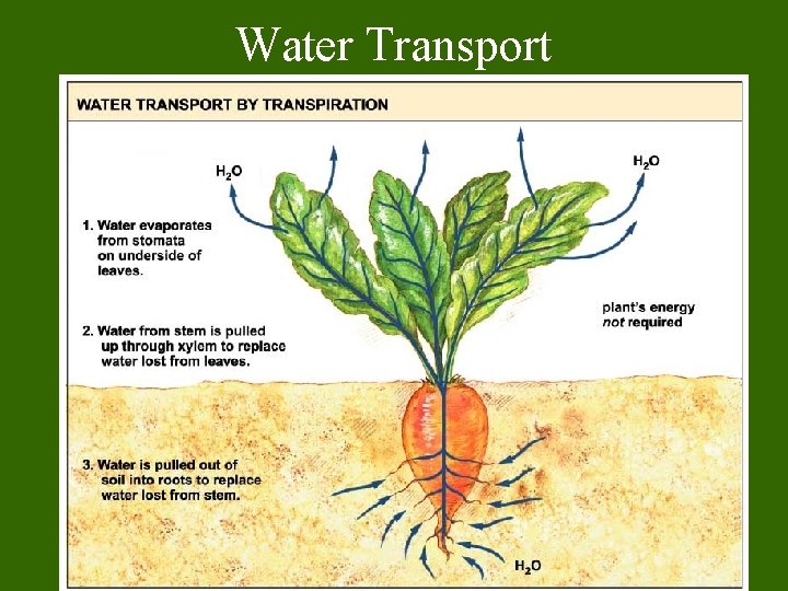 Water Transport 