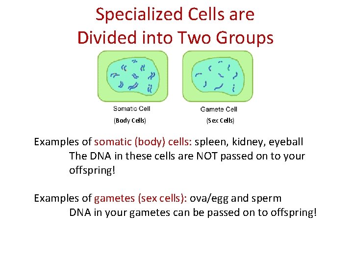 Specialized Cells are Divided into Two Groups (Body Cells) (Sex Cells) Examples of somatic