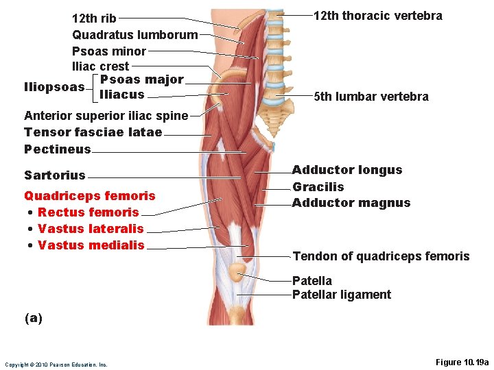 12 th rib Quadratus lumborum Psoas minor Iliac crest Psoas major Iliopsoas Iliacus 12 12 th rib Quadratus lumborum Psoas minor Iliac crest Psoas major Iliopsoas Iliacus 12