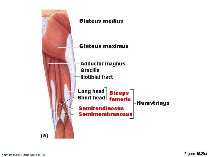 Gluteus medius Gluteus maximus Adductor magnus Gracilis Iliotibial tract Long head Biceps Short head Gluteus medius Gluteus maximus Adductor magnus Gracilis Iliotibial tract Long head Biceps Short head