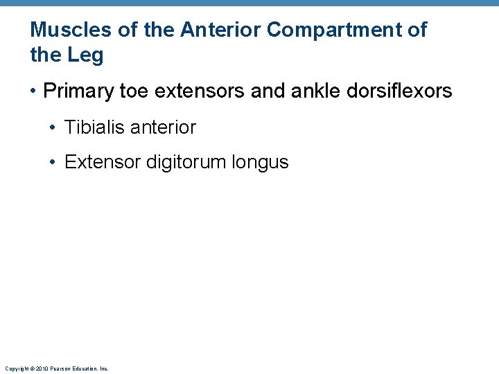 Muscles of the Anterior Compartment of the Leg • Primary toe extensors and ankle Muscles of the Anterior Compartment of the Leg • Primary toe extensors and ankle