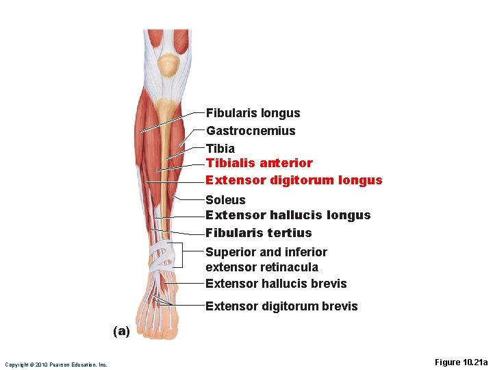 Fibularis longus Gastrocnemius Tibialis anterior Extensor digitorum longus Soleus Extensor hallucis longus Fibularis tertius Fibularis longus Gastrocnemius Tibialis anterior Extensor digitorum longus Soleus Extensor hallucis longus Fibularis tertius