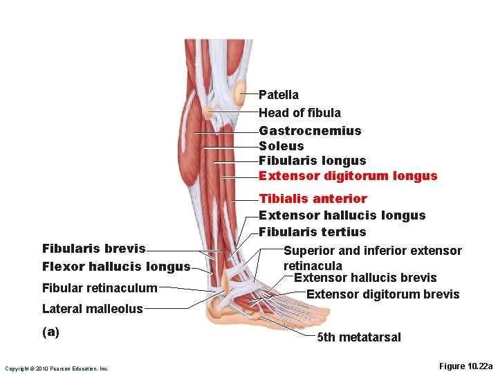 Patella Head of fibula Gastrocnemius Soleus Fibularis longus Extensor digitorum longus Fibularis brevis Flexor Patella Head of fibula Gastrocnemius Soleus Fibularis longus Extensor digitorum longus Fibularis brevis Flexor