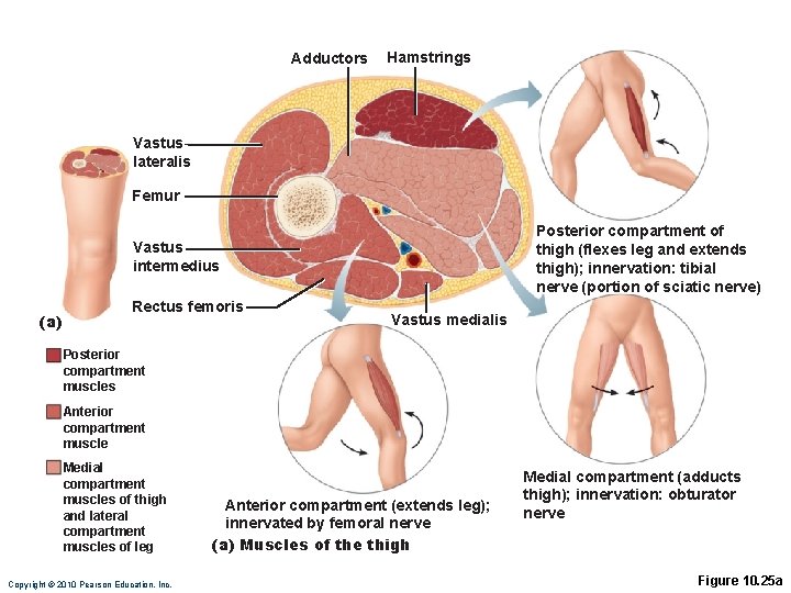 Adductors Hamstrings Vastus lateralis Femur Posterior compartment of thigh (flexes leg and extends thigh); Adductors Hamstrings Vastus lateralis Femur Posterior compartment of thigh (flexes leg and extends thigh);