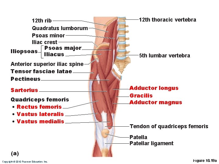 12 th rib Quadratus lumborum Psoas minor Iliac crest Psoas major Iliopsoas Iliacus 12 12 th rib Quadratus lumborum Psoas minor Iliac crest Psoas major Iliopsoas Iliacus 12