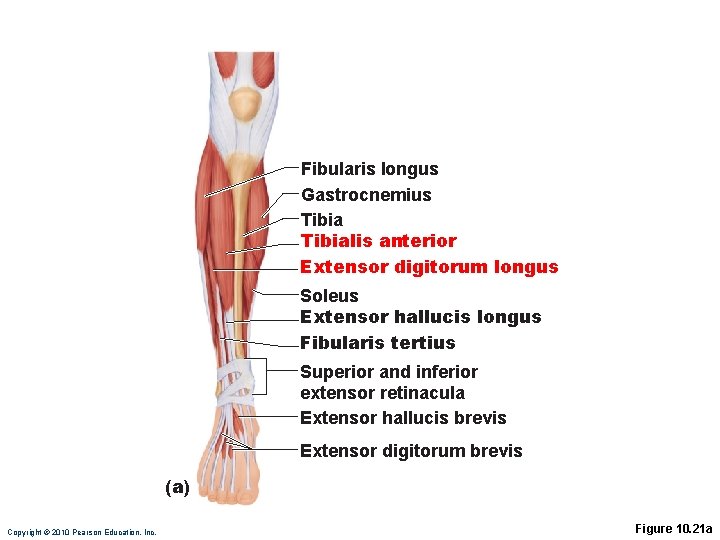 Fibularis longus Gastrocnemius Tibialis anterior Extensor digitorum longus Soleus Extensor hallucis longus Fibularis tertius Fibularis longus Gastrocnemius Tibialis anterior Extensor digitorum longus Soleus Extensor hallucis longus Fibularis tertius