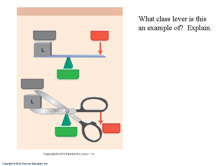 What class lever is this an example of? Explain. Copyright © 2010 Pearson Education, What class lever is this an example of? Explain. Copyright © 2010 Pearson Education,