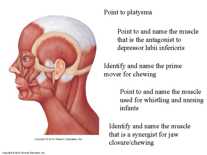 Point to platysma Point to and name the muscle that is the antagonist to Point to platysma Point to and name the muscle that is the antagonist to