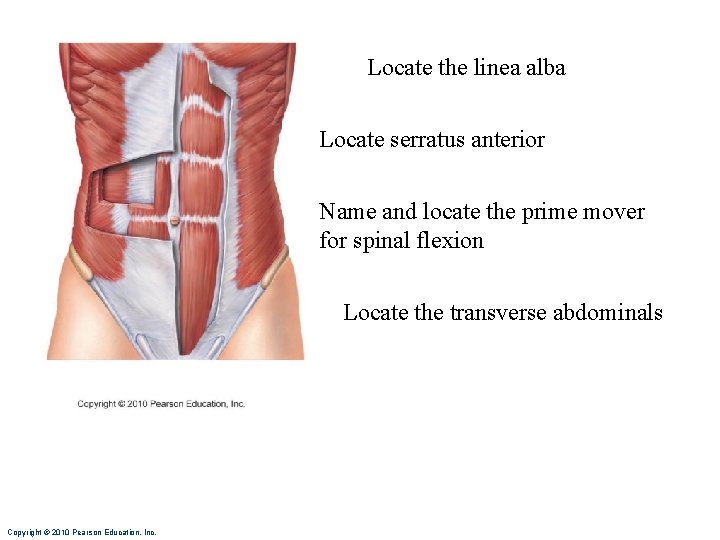 Locate the linea alba Locate serratus anterior Name and locate the prime mover for Locate the linea alba Locate serratus anterior Name and locate the prime mover for