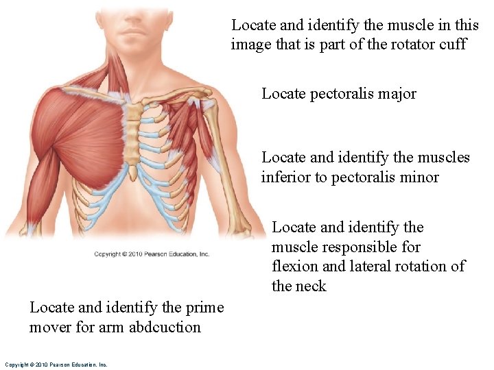 Locate and identify the muscle in this image that is part of the rotator Locate and identify the muscle in this image that is part of the rotator