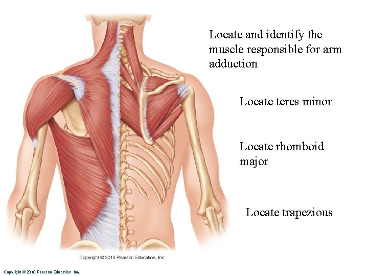 Locate and identify the muscle responsible for arm adduction Locate teres minor Locate rhomboid Locate and identify the muscle responsible for arm adduction Locate teres minor Locate rhomboid