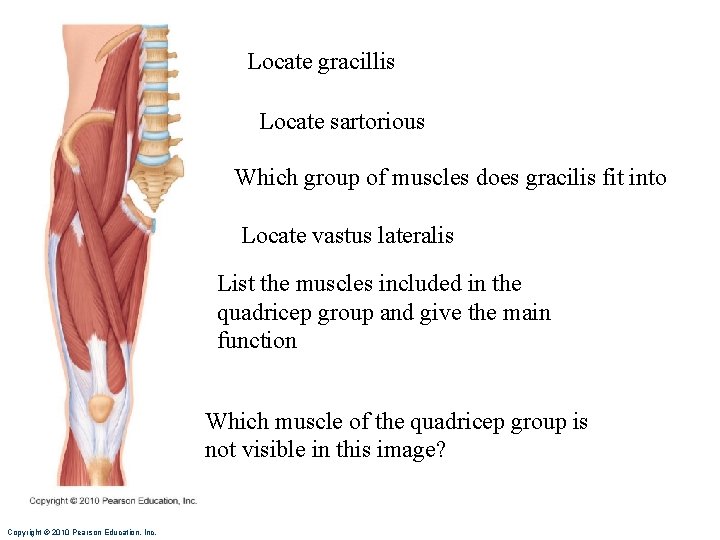 Locate gracillis Locate sartorious Which group of muscles does gracilis fit into Locate vastus Locate gracillis Locate sartorious Which group of muscles does gracilis fit into Locate vastus