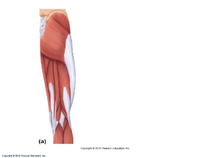 Copyright © 2010 Pearson Education, Inc. Copyright © 2010 Pearson Education, Inc.