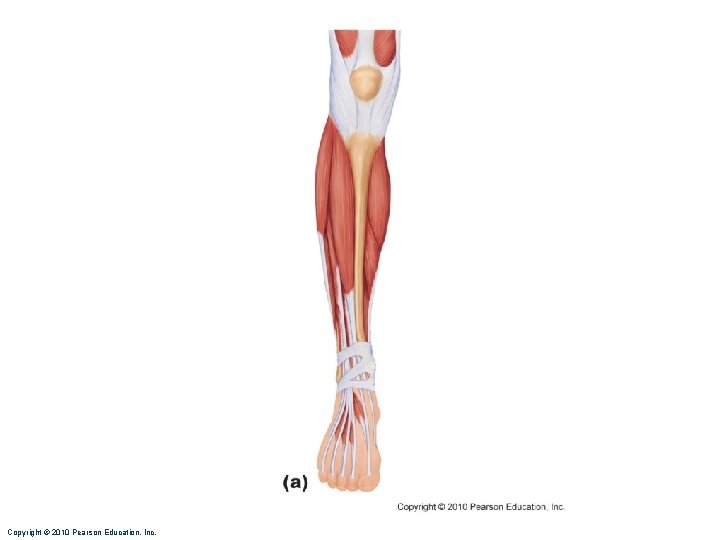 Copyright © 2010 Pearson Education, Inc. Copyright © 2010 Pearson Education, Inc.