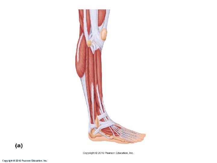 Copyright © 2010 Pearson Education, Inc. Copyright © 2010 Pearson Education, Inc.