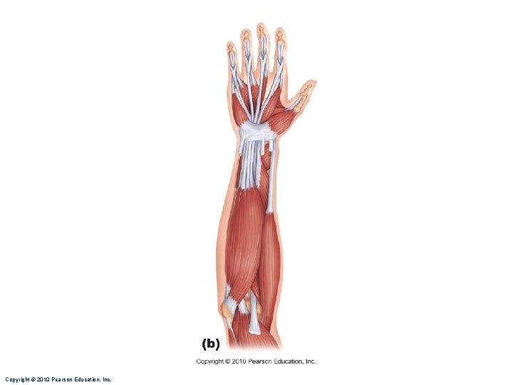 Copyright © 2010 Pearson Education, Inc. Copyright © 2010 Pearson Education, Inc.
