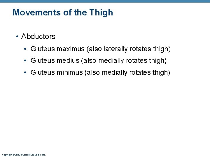Movements of the Thigh • Abductors • Gluteus maximus (also laterally rotates thigh) • Movements of the Thigh • Abductors • Gluteus maximus (also laterally rotates thigh) •