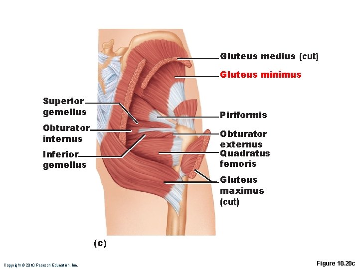 Gluteus medius (cut) Gluteus minimus Superior gemellus Piriformis Obturator internus Obturator externus Quadratus femoris Gluteus medius (cut) Gluteus minimus Superior gemellus Piriformis Obturator internus Obturator externus Quadratus femoris