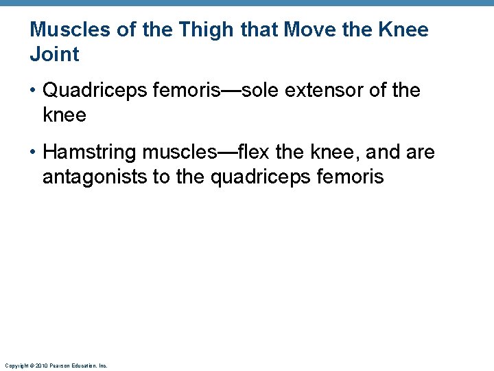 Muscles of the Thigh that Move the Knee Joint • Quadriceps femoris—sole extensor of Muscles of the Thigh that Move the Knee Joint • Quadriceps femoris—sole extensor of