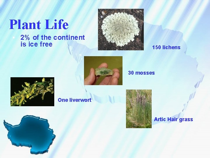 Plant Life • 2% of the continent is ice free 150 lichens 30 mosses