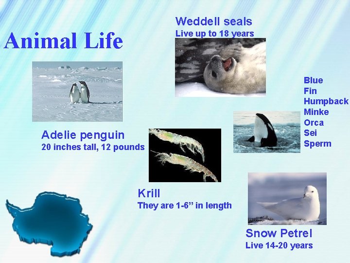 Weddell seals Animal Life Live up to 18 years Adelie penguin 20 inches tall,