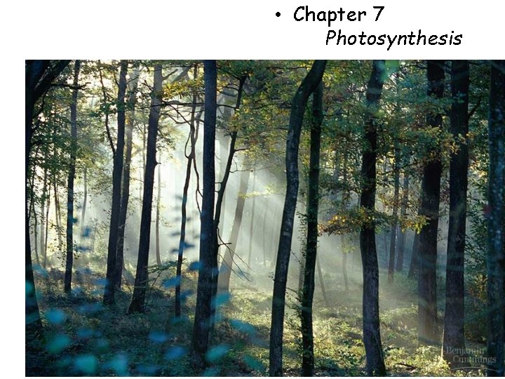  • Chapter 7 Photosynthesis 