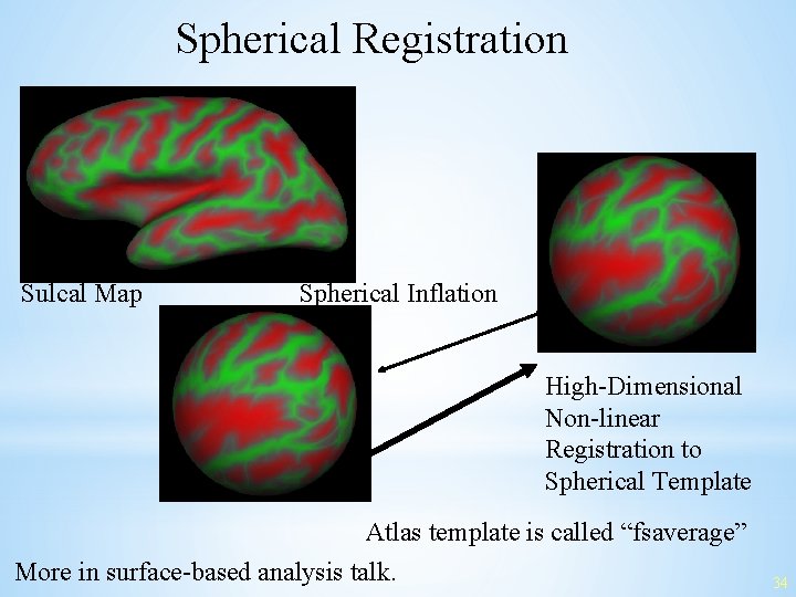 Spherical Registration Sulcal Map Spherical Inflation High-Dimensional Non-linear Registration to Spherical Template Atlas template
