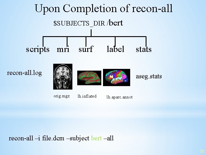 Upon Completion of recon-all $SUBJECTS_DIR /bert scripts mri surf label recon-all. log stats aseg.