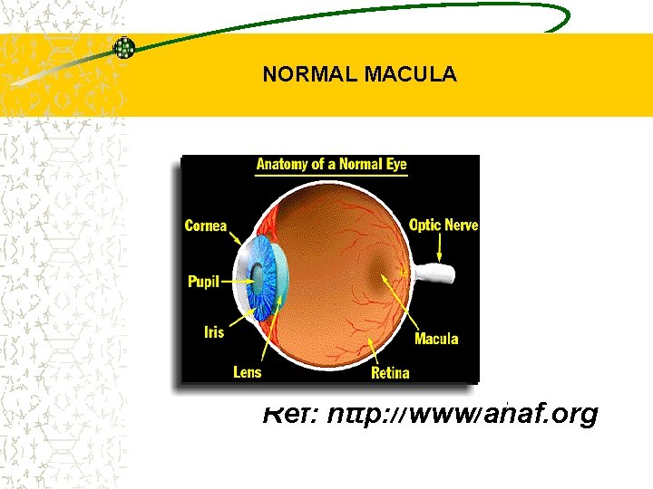 NORMAL MACULA Ref: http: //www/ahaf. org 