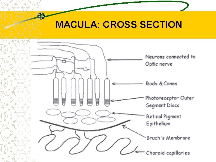 MACULA: CROSS SECTION Ref: http: //www. eyesight. org 