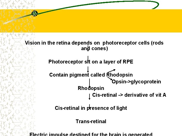 Vision in the retina depends on photoreceptor cells (rods and cones) Photoreceptor sit on