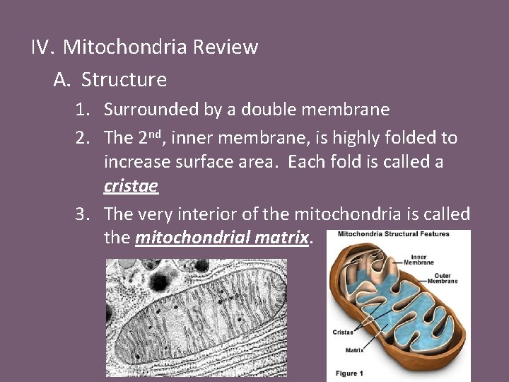 IV. Mitochondria Review A. Structure 1. Surrounded by a double membrane 2. The 2