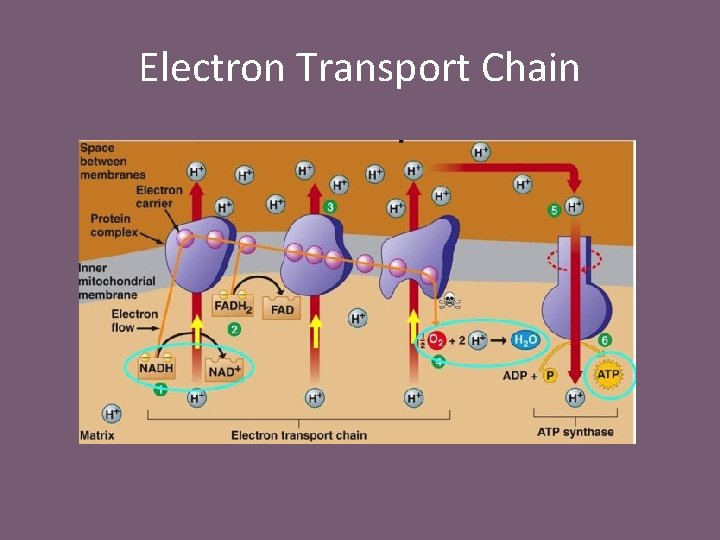 Electron Transport Chain 