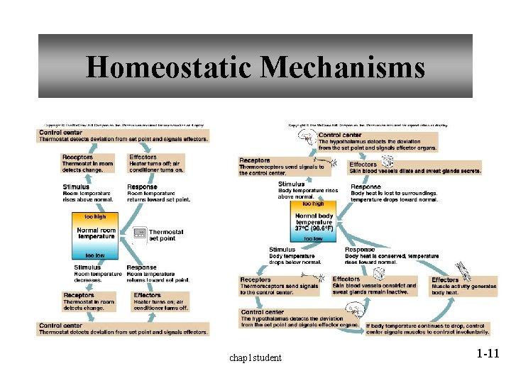 Homeostatic Mechanisms chap 1 student 1 -11 Homeostatic Mechanisms chap 1 student 1 -11