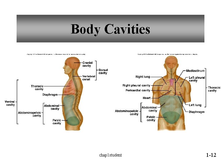 Body Cavities chap 1 student 1 -12 Body Cavities chap 1 student 1 -12